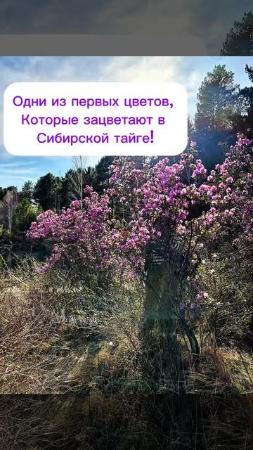 Первые цветы в сибирской тайге