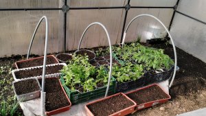 После заморозка 28 апреля открываю рассаду! Отвечаю на комментарии.