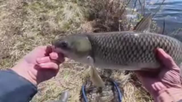 Клюют только здоровенные рыбины! Я первый раз на такой рыбалке