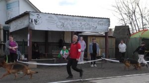 СРАВНЕНИЕ НА ЛУЧШУЮ СОБАКУ ВЫСТАВКИ