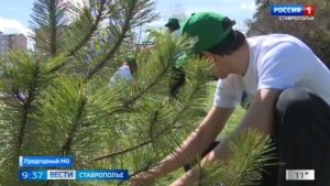 Акция «Сад Памяти» стартовала на Ставрополье