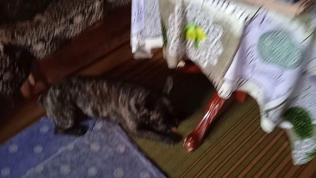 15.04.19.10.Бульдог и морковка.