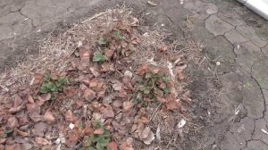 Прошлогодние листья клубники весной можно не убирать