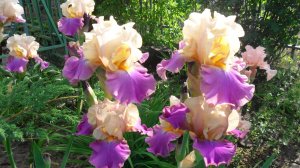 Весеннее деление ирисов