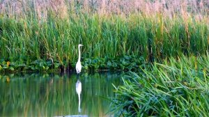 Красивая Белая Цапля в Воде. Видео.