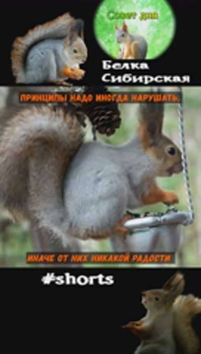 Белка с длинными кисточками