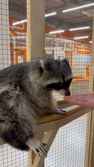 Почему енот нервничает и стремится сбежать из квартиры?