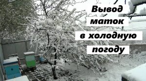Вывод маток при холодной погоде.