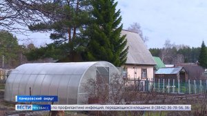 Мошенники взялись за борщевик: кузбассовцам рассказали, как аферисты обманывают дачников