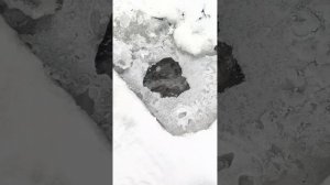 Безымянный ручей