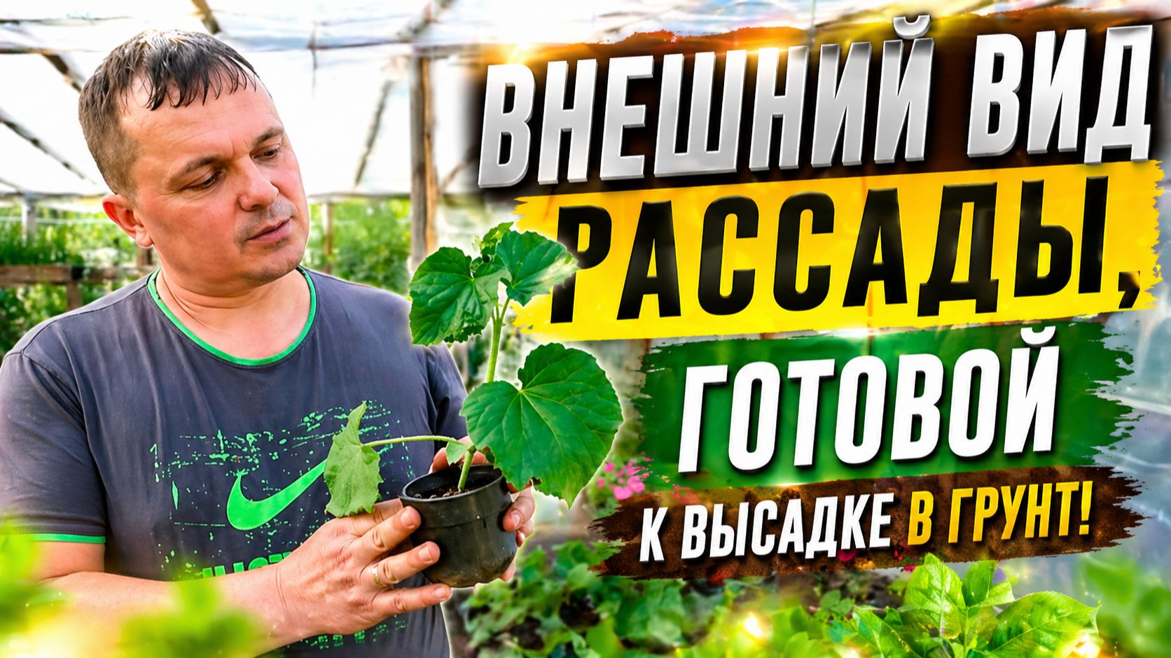 Как должна выглядеть рассада огурцов перед высадкой.