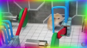 Испытание в лабиринте для хомяков — Приключения в мире мини-лабиринтов часть 1