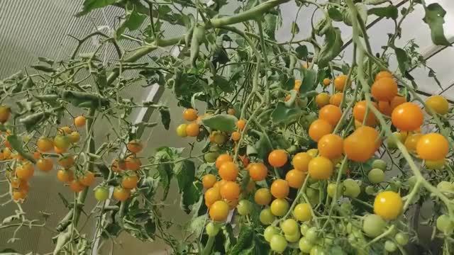 Стройка, сад, огород, 11 и 22 августа 2022 года.