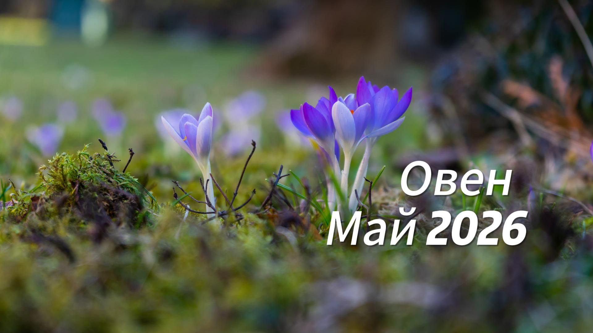 Прогноз для Овнов на Май 2026