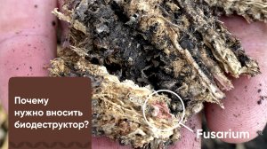 Биодеструктор Экостерн для разложения растительных остатков и угнетения развития фитопатогенов.