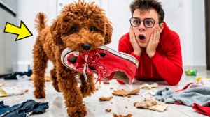 У МЕНЯ ПОЯВИЛАСЬ СОБАКА 🐶 Я СТАЛ ПАПАШЕЙ