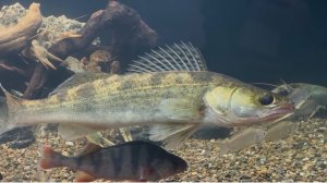 Судак, окунь, карась, карп и даже рак: воссоздали в аквариуме жизнь в диком водоеме