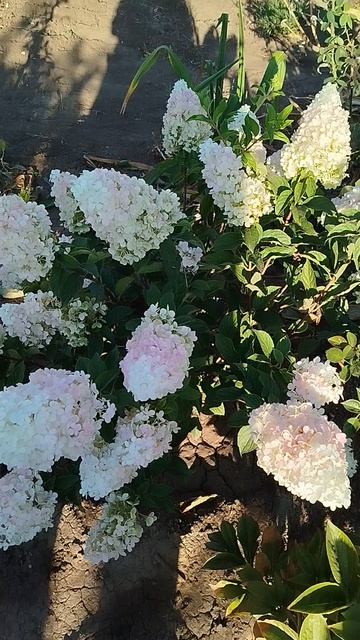 Метельчатая гортензия Меджикал Свит Саммер.