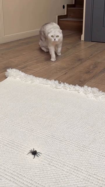 История одной любви