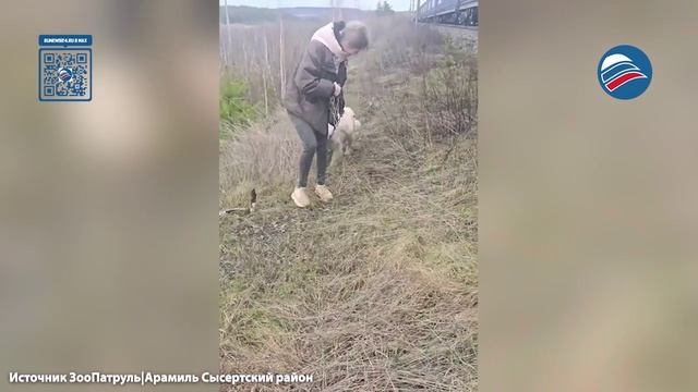 Ужас на рельсах: волонтёры спасли собаку, привязанную к ж/д путям под Екатеринбургом