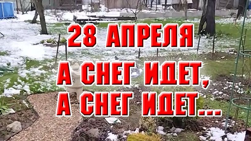 28 апреля. Снег идет второй день, как выглядит мой сад