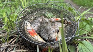 РЫБАЛКА В КАМЫШЕ, БОКОВОЙ КИВОК, ПОПЛАВОК, КАРАСЬ!