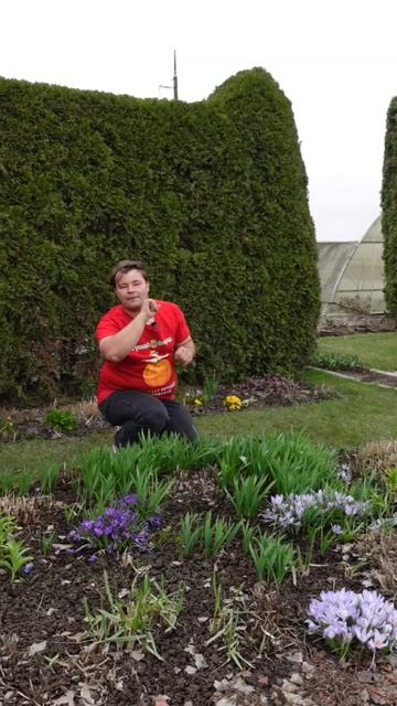 Цветут луковичные.