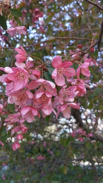 Весна. Цветы