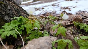 Прогулка_Проба пера