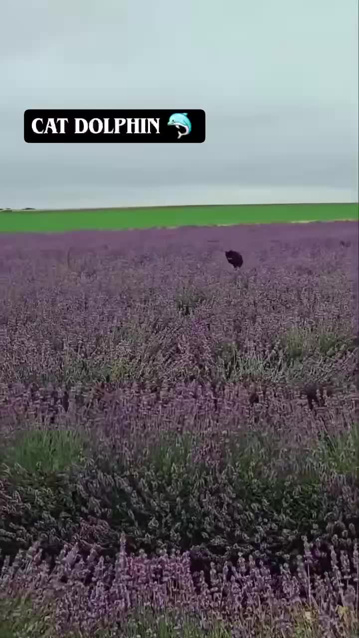 #Милые #видео #животные