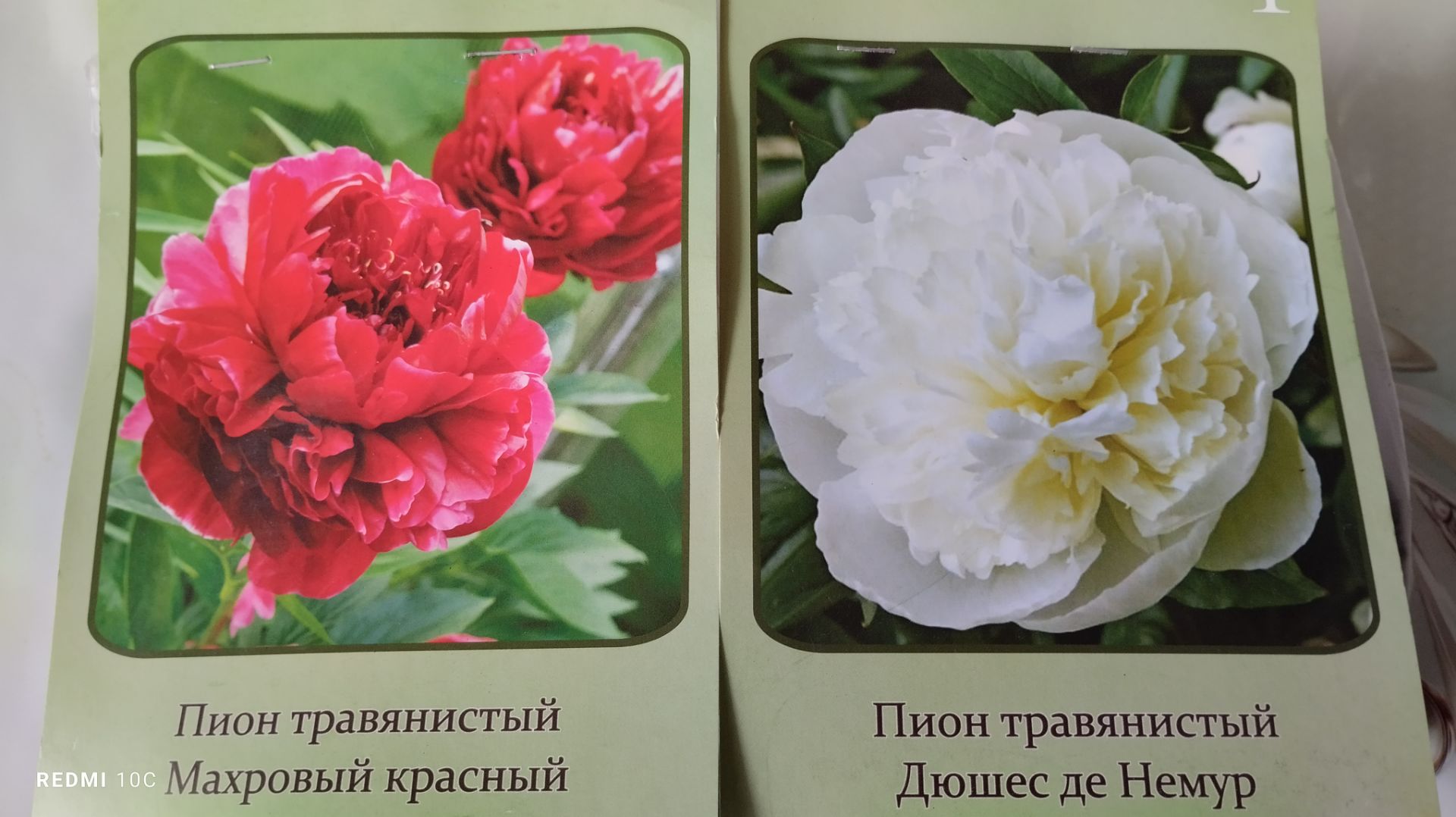 Купила два сорта пионов в нашем Светофоре