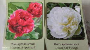 Купила два сорта пионов в нашем Светофоре