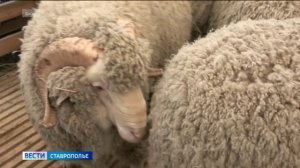 «Вести. Ставропольский край» 28.04.2026 (11.30)