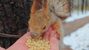 Кормлю белок в закрытом парке