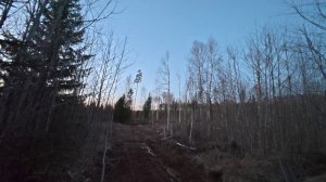 Вальдшнеп 26, всего два пролетели
