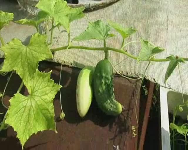 Сеем и выращиваем огурчики в открытом грунте в Сибири.