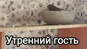 28-04-2026. Утренний гость / Идём на поляну.