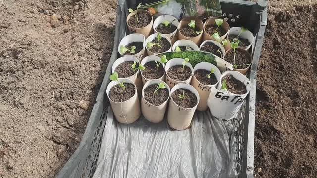 2393.  Рассадный  , 28-04-2026 пикирую капусту цветную и брокколи.