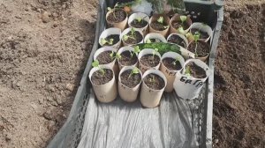 2393.  Рассадный  , 28-04-2026 пикирую капусту цветную и брокколи.