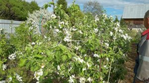 Цветение яблонь на Урале