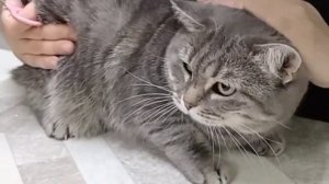 Везу кошку Варвару на прививку😲😻 #кошки #кот #ветеринар