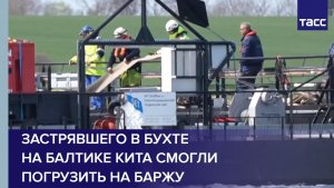 Застрявшего в бухте на Балтике кита смогли погрузить на баржу