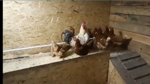 Куры на П.М.Ж.🐤🐤🐤/Архив/