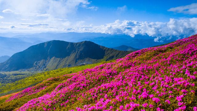 Коран сура Аль-Хьашр чтец Мухаммад аль-Факих