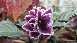 Комнатные растения🌿❤️ Про фиалки...🤔🤗