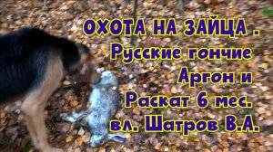ОХОТА НА ЗАЙЦА .Русские гончие Аргон и Раскат 6 мес. вл. Шатров В.А.#охотасгончей #топ #hunting
