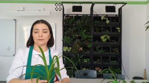 Зелёная Мастерская