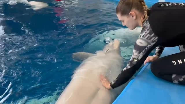 Белуха Дея в приморском океанариуме растёт не по дням и по часам. Очень интересный видос .