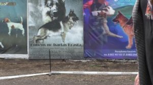 юниор кобель длинношерстный