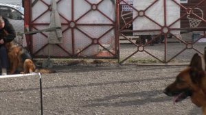 стандарт рабочий сука